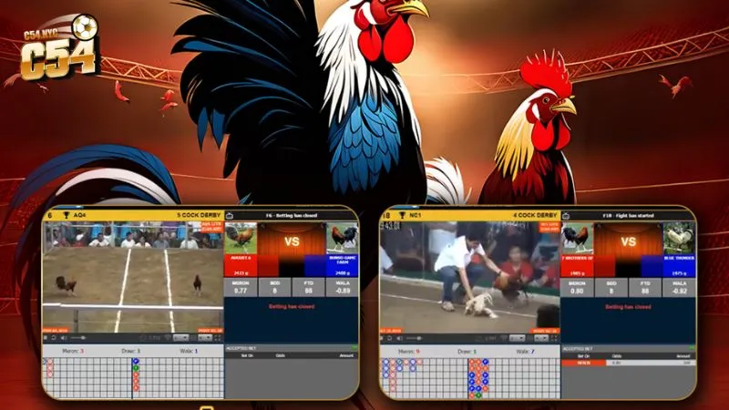 Đá gà mạng trực tiếp tốc độ cao, hình ảnh chất lượng Full HD Giới thiệu game đá gà online tại C54